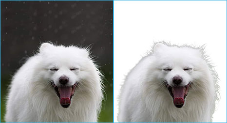Online photo editor like photoshop refines edge mask applied to the removed white background from the dog-yawns image.